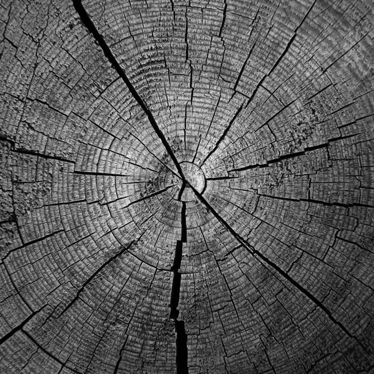 tree rings