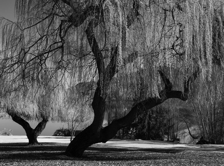 Willow Tree